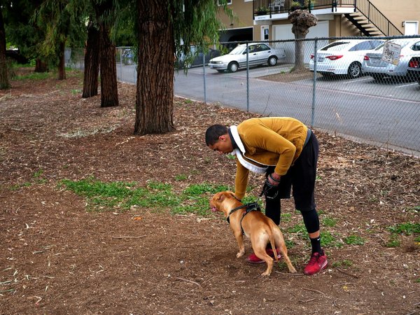 Découvrez notre collection de gamelles chien anti-glouton