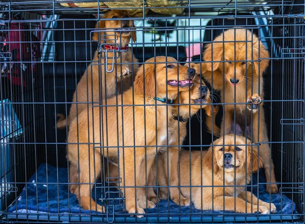 Les meilleures nourritures pour chats Ragdoll