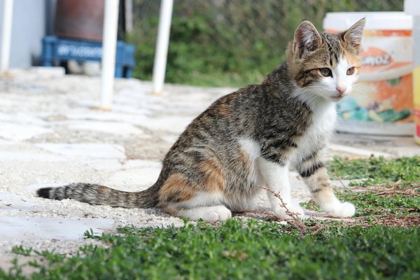 Comment les rats des villes se sont adaptés à la vie en milieu urbain pour survivre?