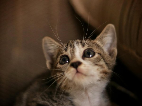 Arbre à chat pour se reposer : confort et bien-être assuré