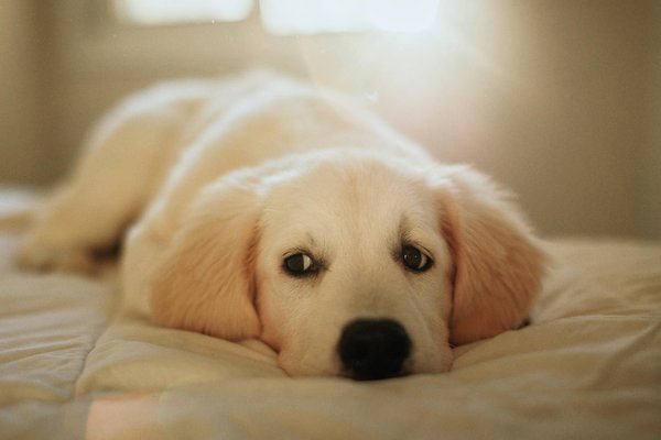 Filtres fontaine eau chat : le guide pour une eau pure