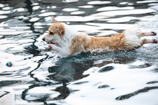 Piscine rigide idéale pour votre grand chien : guide d'achat