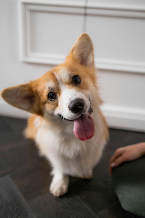 Corgi : un compagnon fidèle et affectueux à découvrir